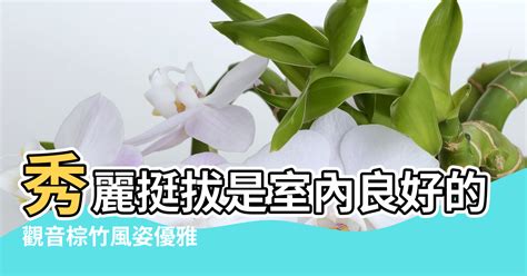 觀音棕竹風水|棕竹的風水作用有哪些 